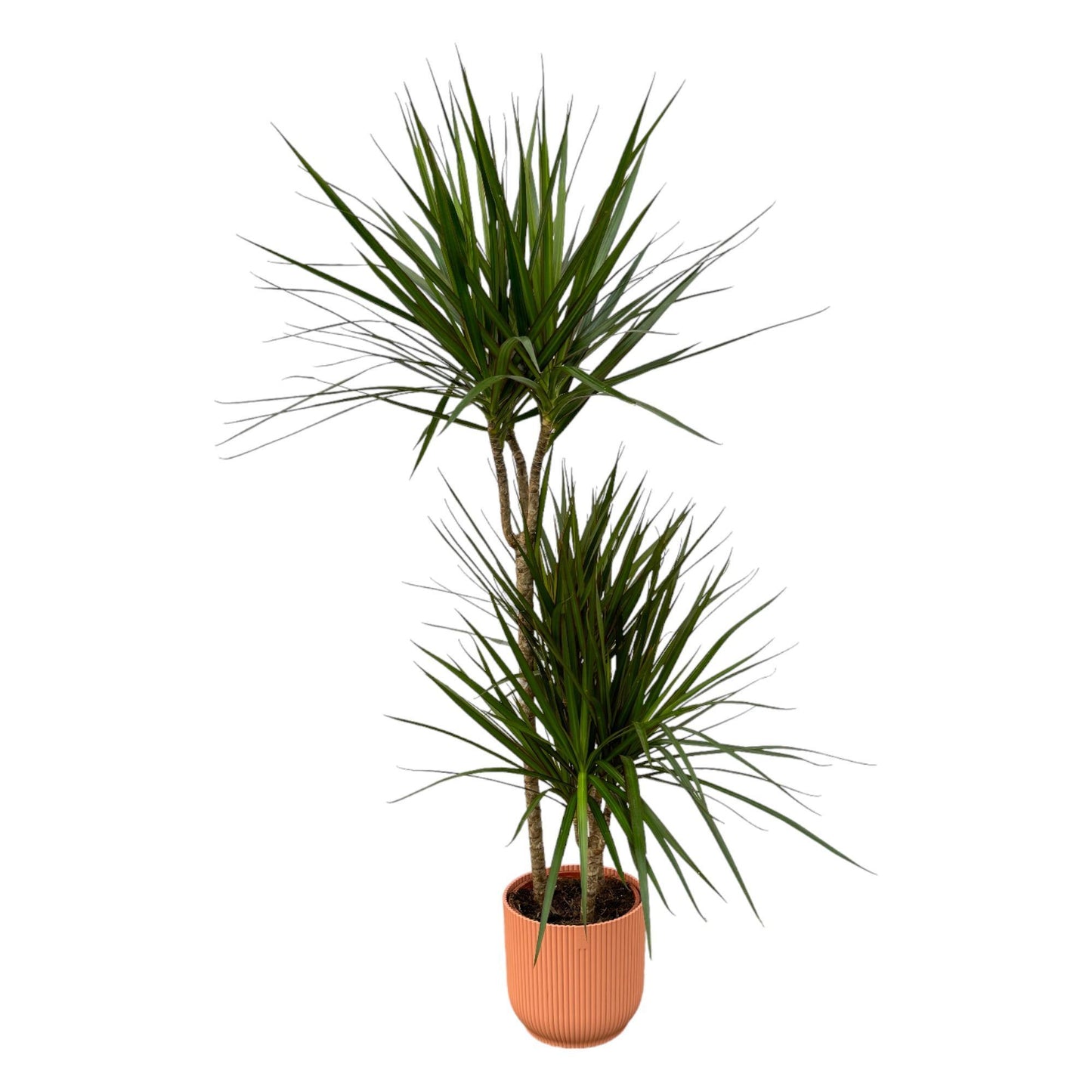 Dracaena Marginata - ↨120cm - Ø21cm inklusive elho Vibes Fold Rund rosa D22xH20