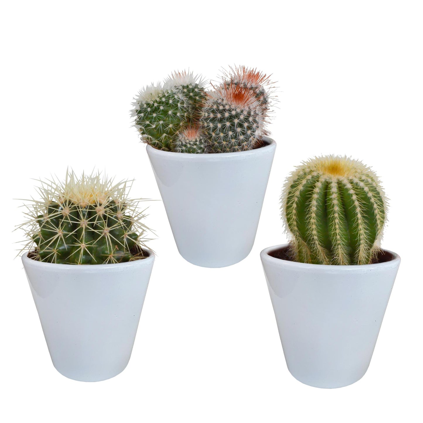 Bolcactus-Mischung - 8,5 cm - im weißen Topf