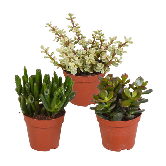 Crassula-Mix 8,5 cm  - 3x