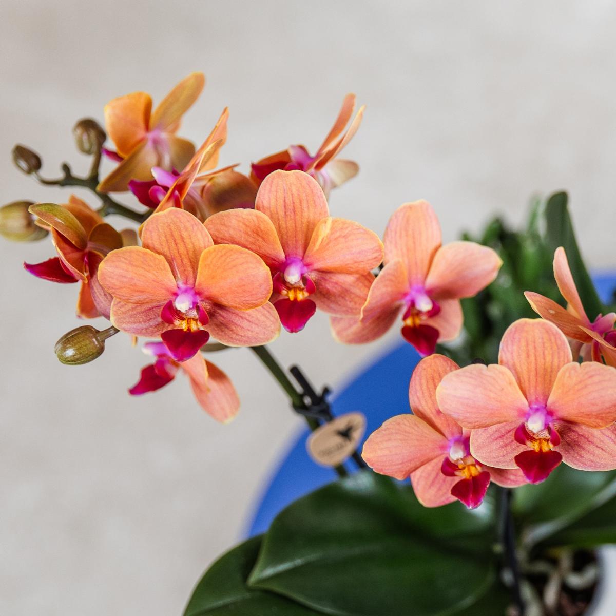 Kolibri Orchids | Orangefarbene Orchidee Bolzano + Star Fish Blumentopf - Topfgröße Ø9cm | Blühende Zimmerpflanze - Frisch vom Züchter