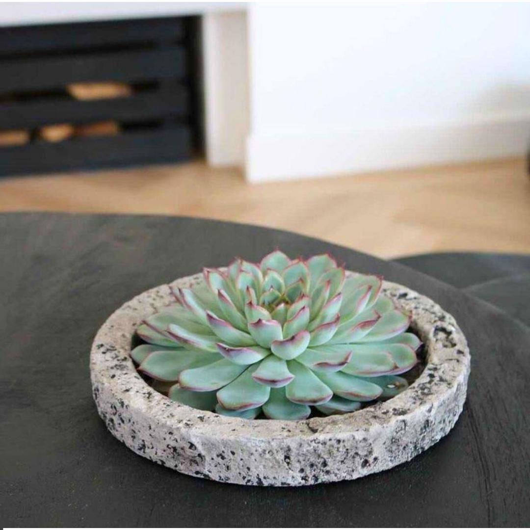 ROOTLESS Succulent Echeveria Pulidonis in Schale 'Concrete' Ø20 cm - ↕5 cm