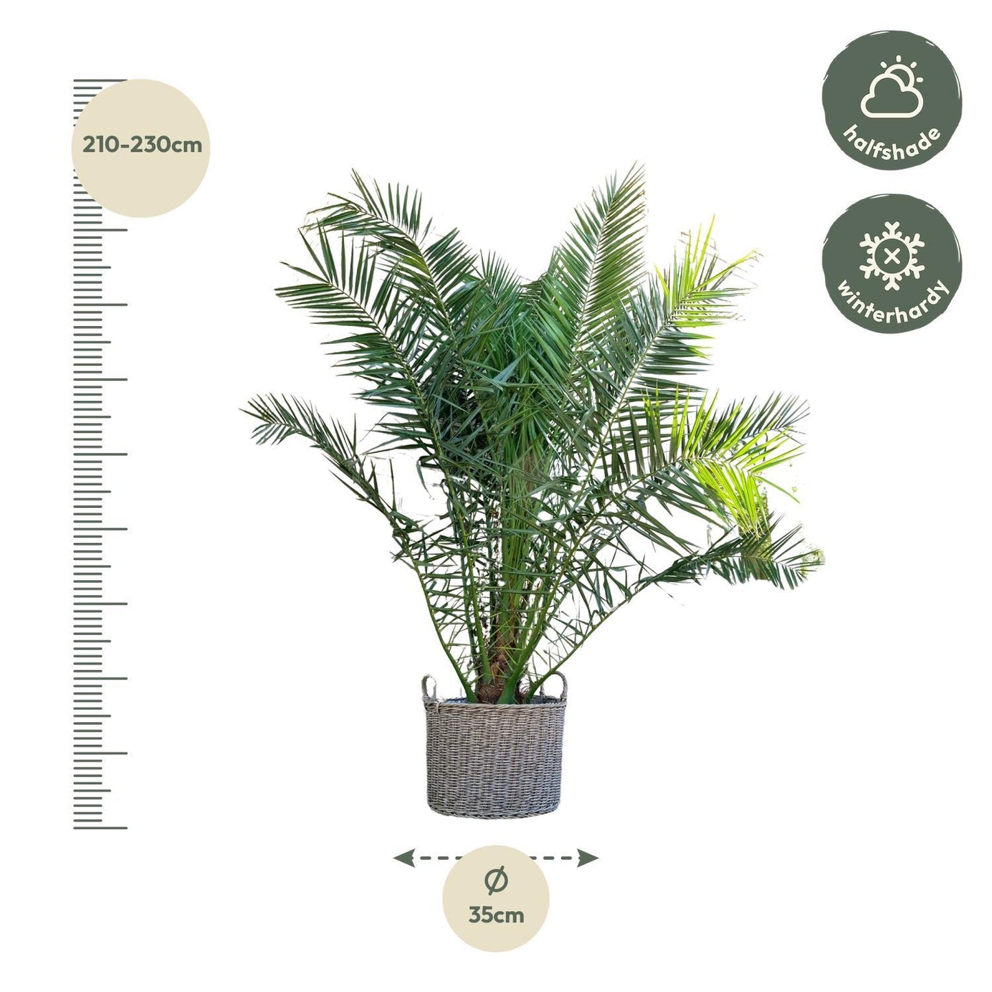 Phoenix Canariensis – Imposante Kanarische Dattelpalme für luxuriöse Innenräume (300 cm Höhe, Ø 40 cm)