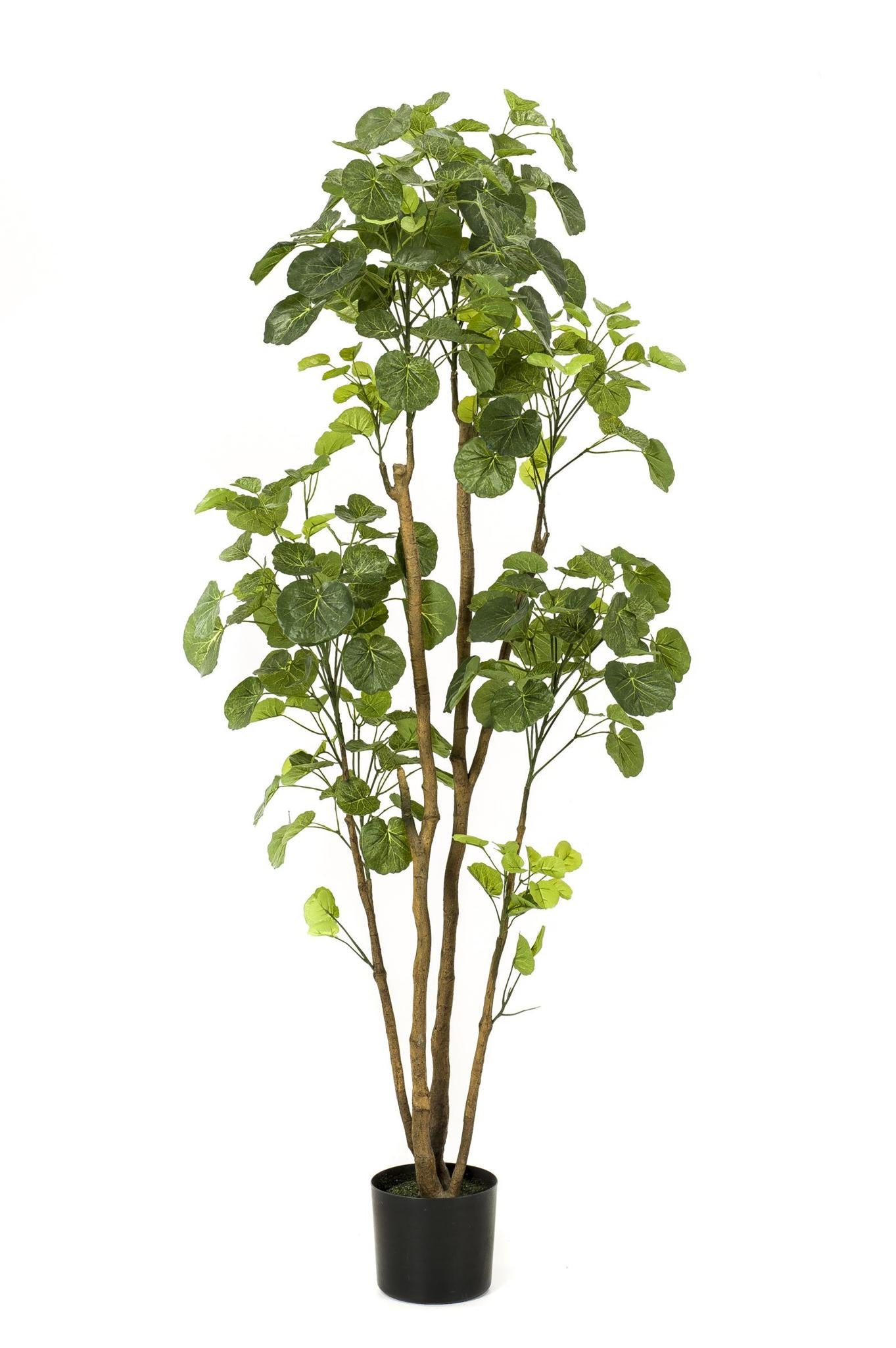 Kunstpflanze - Polyscias - Aralia - 160 cm