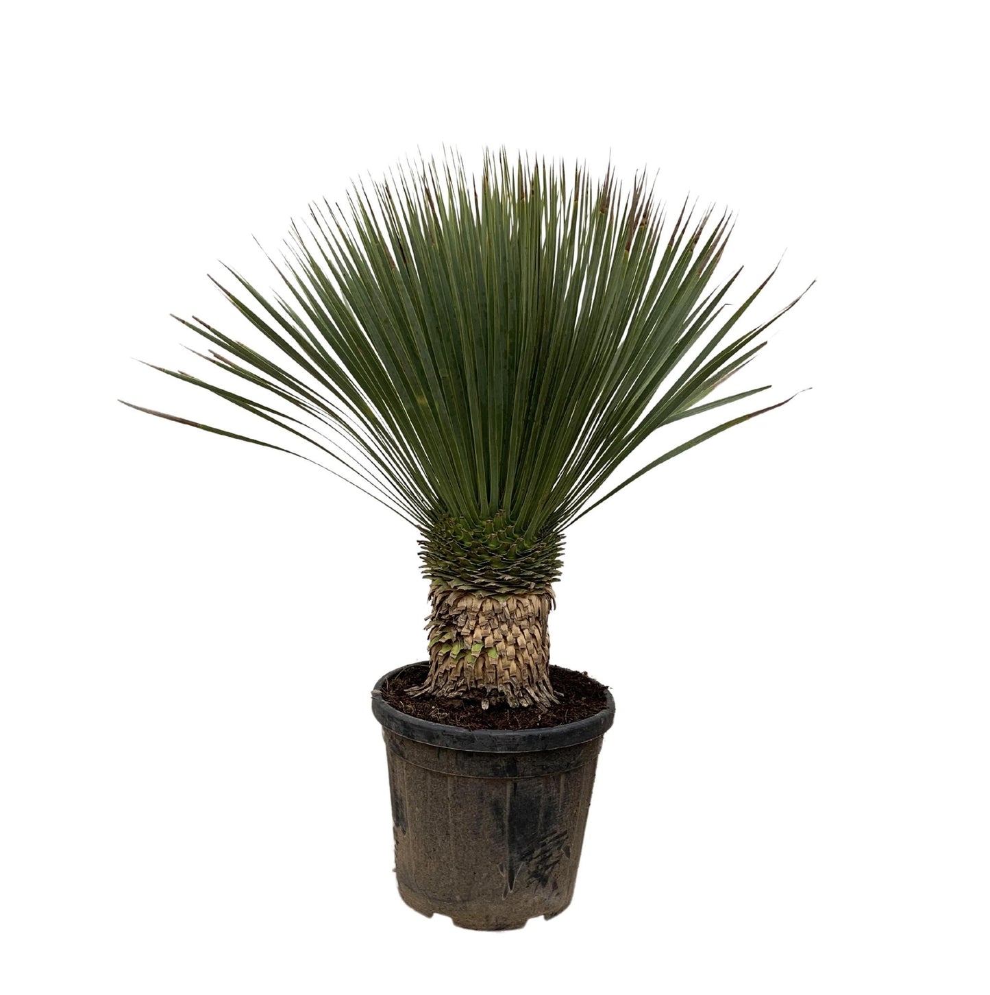 Yucca Rostrata - 120cm - Ø35cm