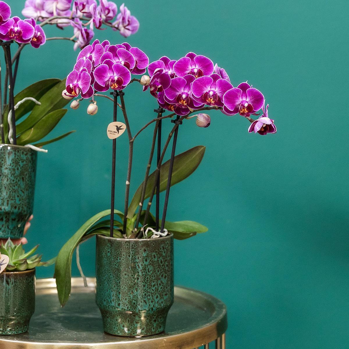 Lila Phalaenopsis Orchidee - Morelia Classy grün- Topfgröße Ø9cm | blühende Zimmerpflanze - frisch vom Züchter