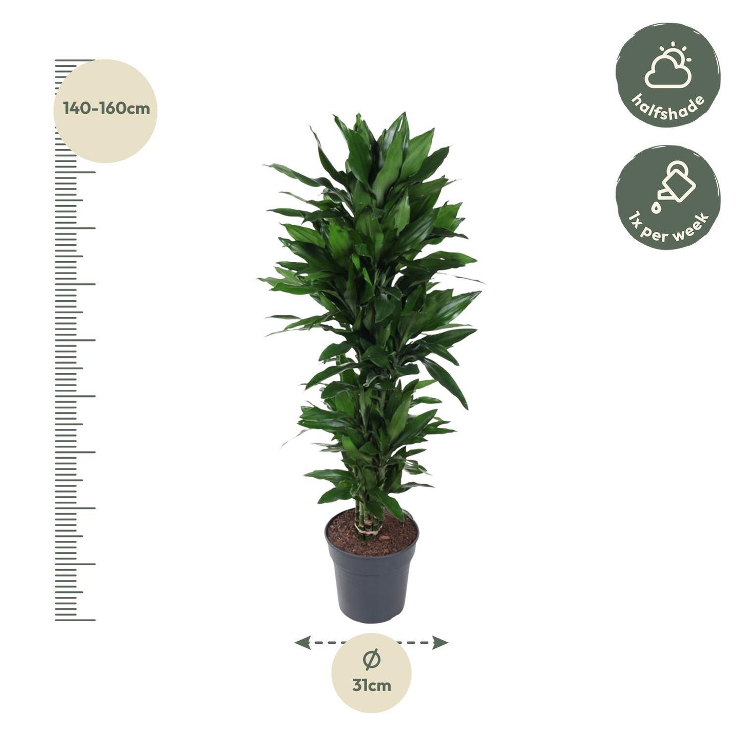 Dracaena Janet Lind vertakt - 150 cm - ø31