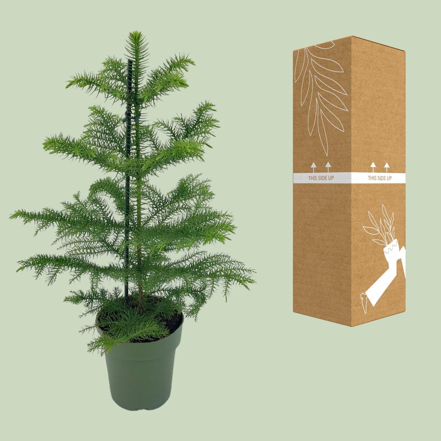 Araucaria Heterophylla | Elegante Zimmertanne | Exotischer Nadelbaum | Ø14cm Topf, ↕40cm Höhe