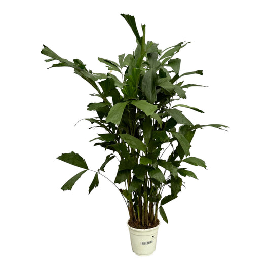 Caryota Mitis - 120 cm - Ø19 cm | Tropische Fächerpalme für Exotisches Flair