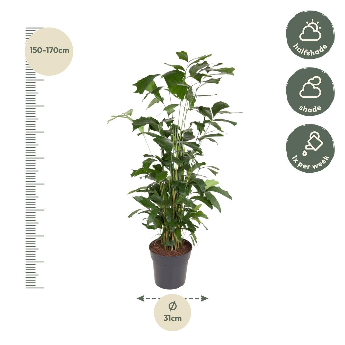 Caryota Mitis - 160 cm - ø31 | Majestätische Tropenpalme für Elegantes Ambiente