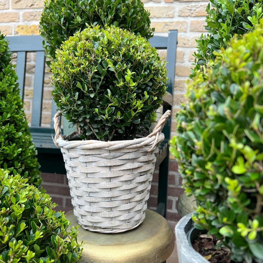 Ilex crenata 'Jenny' Kugelform | 2er-Set in Rattan-Korb | Winterharte Buchsbaum-Alternative | Ø20 cm