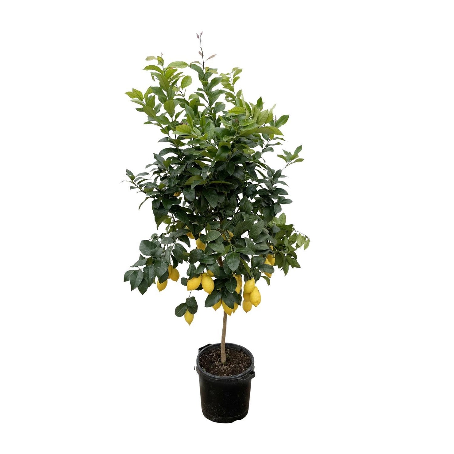 Zitronenbaum - Citrus Lemon - 200 cm - Ø40 cm | Majestätischer Zitrusbaum für Frischen Genuss