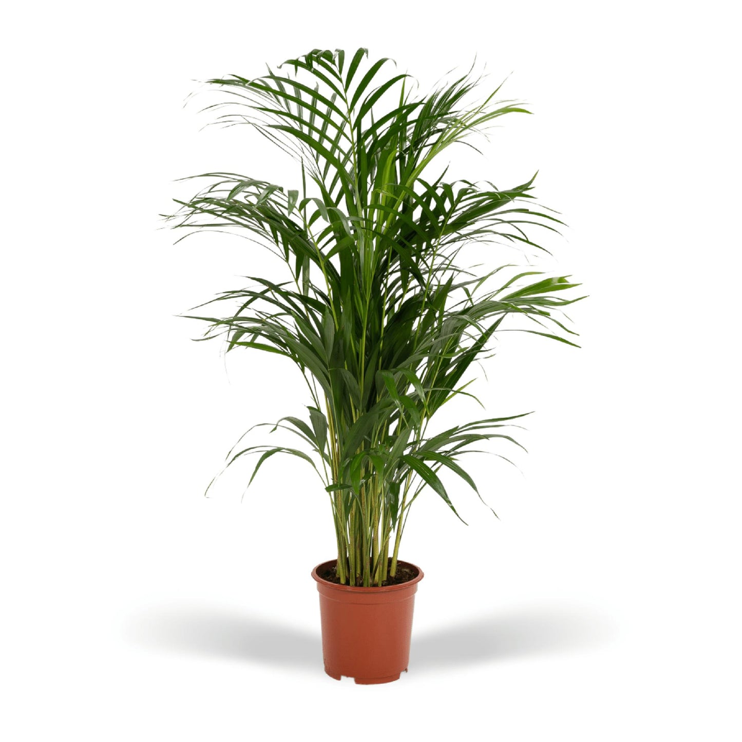 Areca-Palme - 85 cm hoch - Topfgröße Ø19 cm - Exotische Zimmerpflanze für tropisches Flair