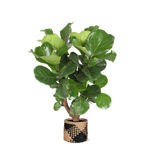 Ficus Lyrata (vertakt) Ø27cm ↕130cm in Albury BLACK print mand