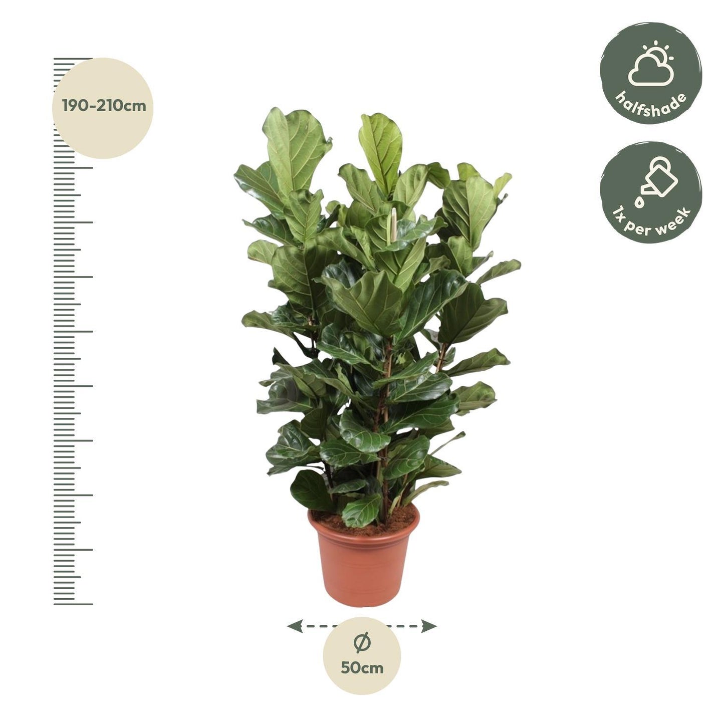 Ficus Lyrata struik XL - 200 cm - ø50