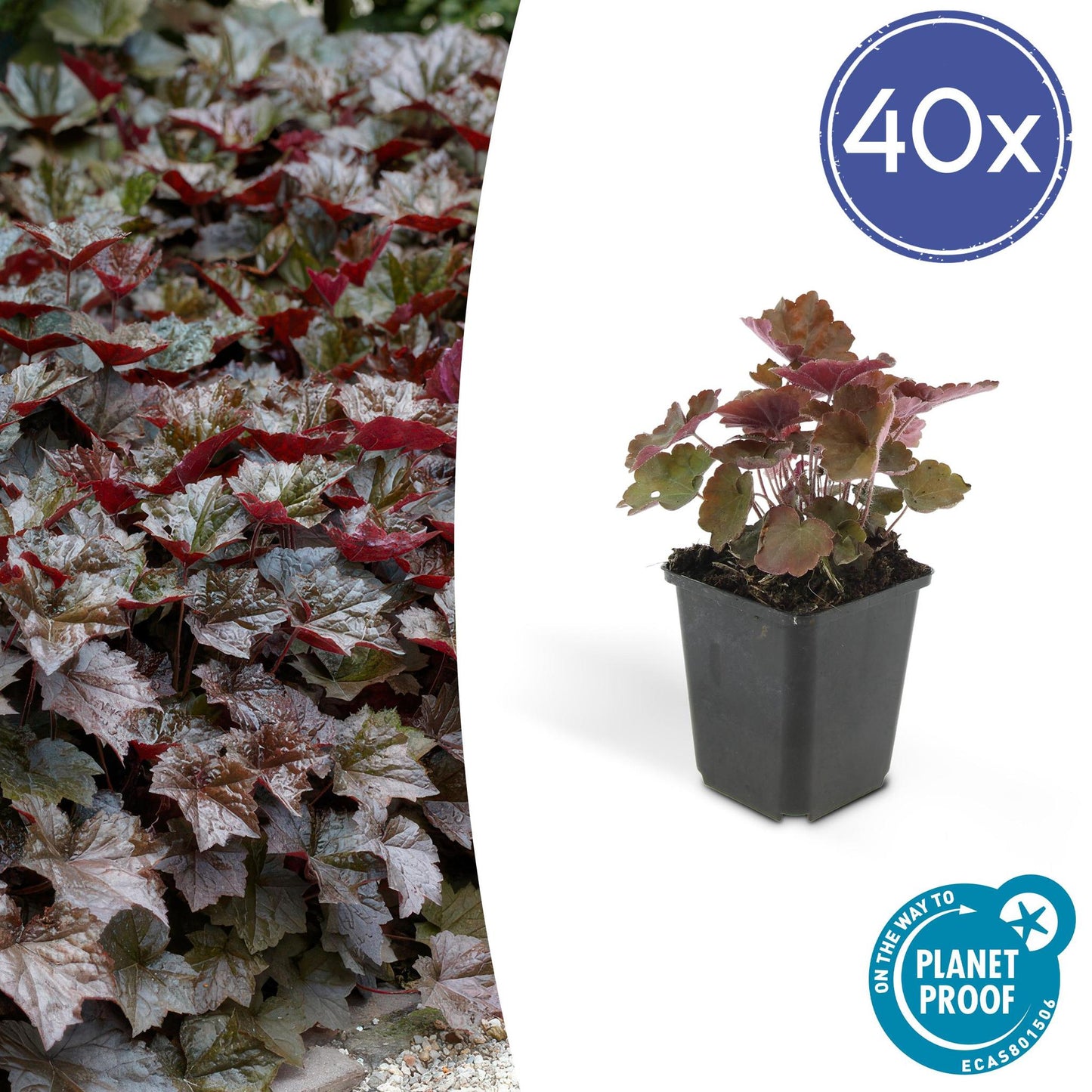 Heuchera mic. 'Palace Purple' - ↕25cm - Ø9cm  - 40x