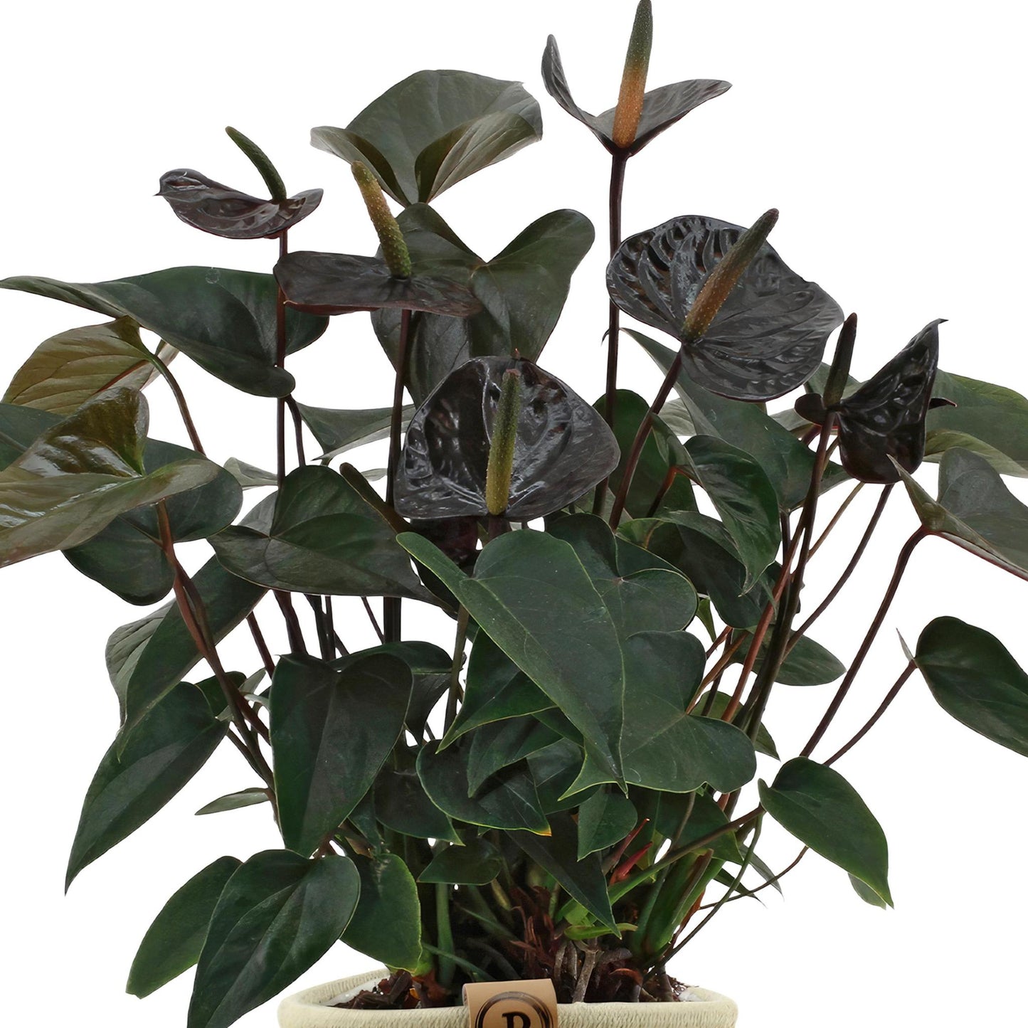 Anthurium Andreanum Schwarze Liebe  inkl. PURE Korb- 45cm - Ø12