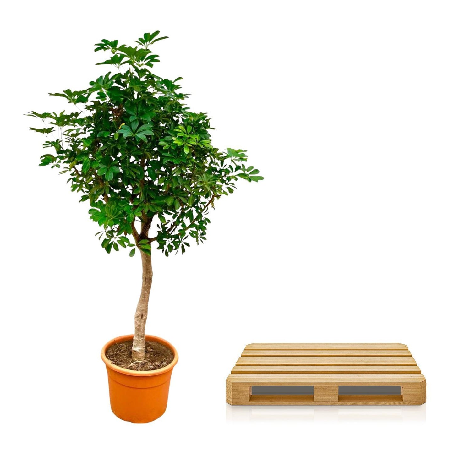 Schefflera op stam - 225cm - ø45