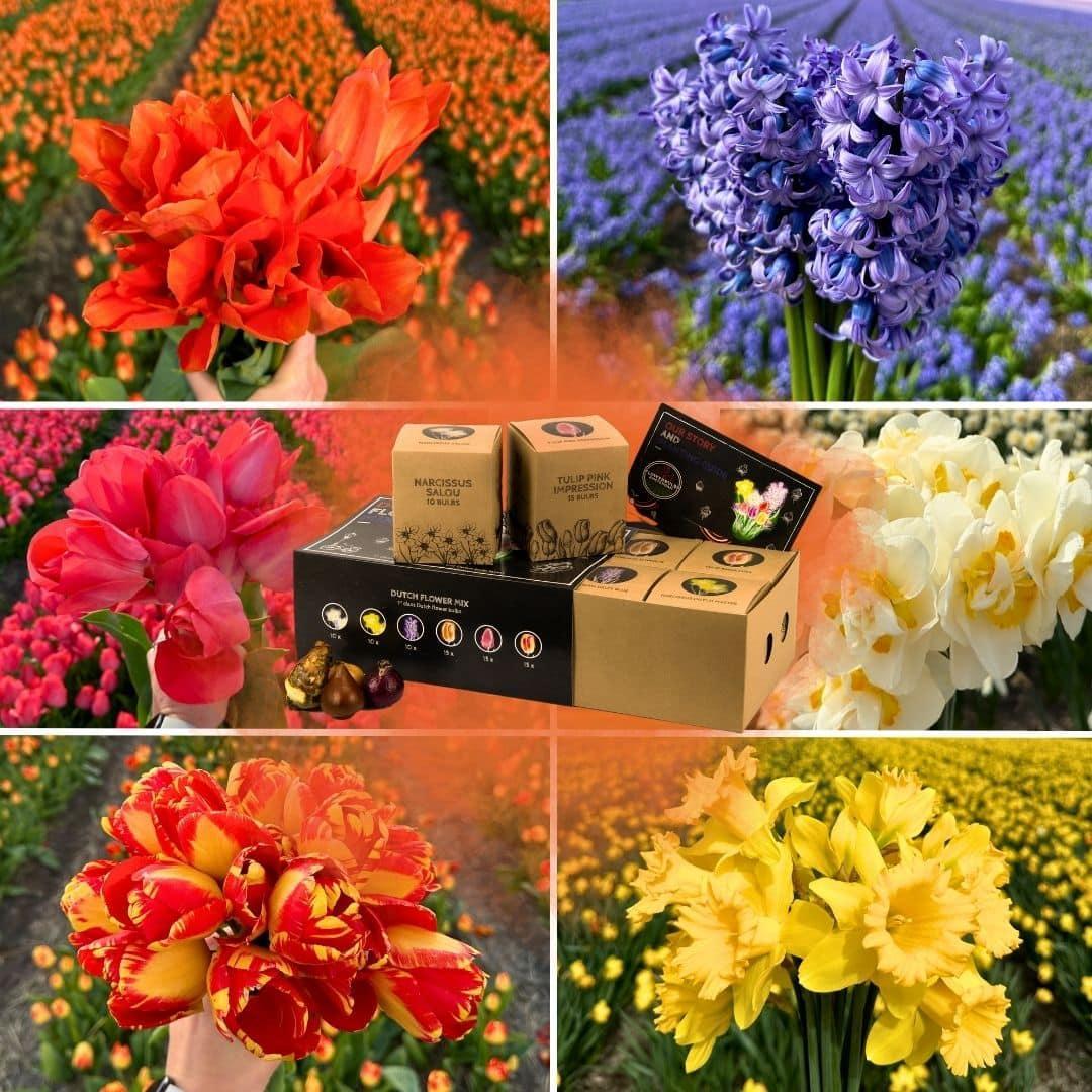 Flowerbulbs Amsterdam Dutch Flower Mix - Luxusbox groß, 75 Premium Blumenzwiebeln, Größe 12+