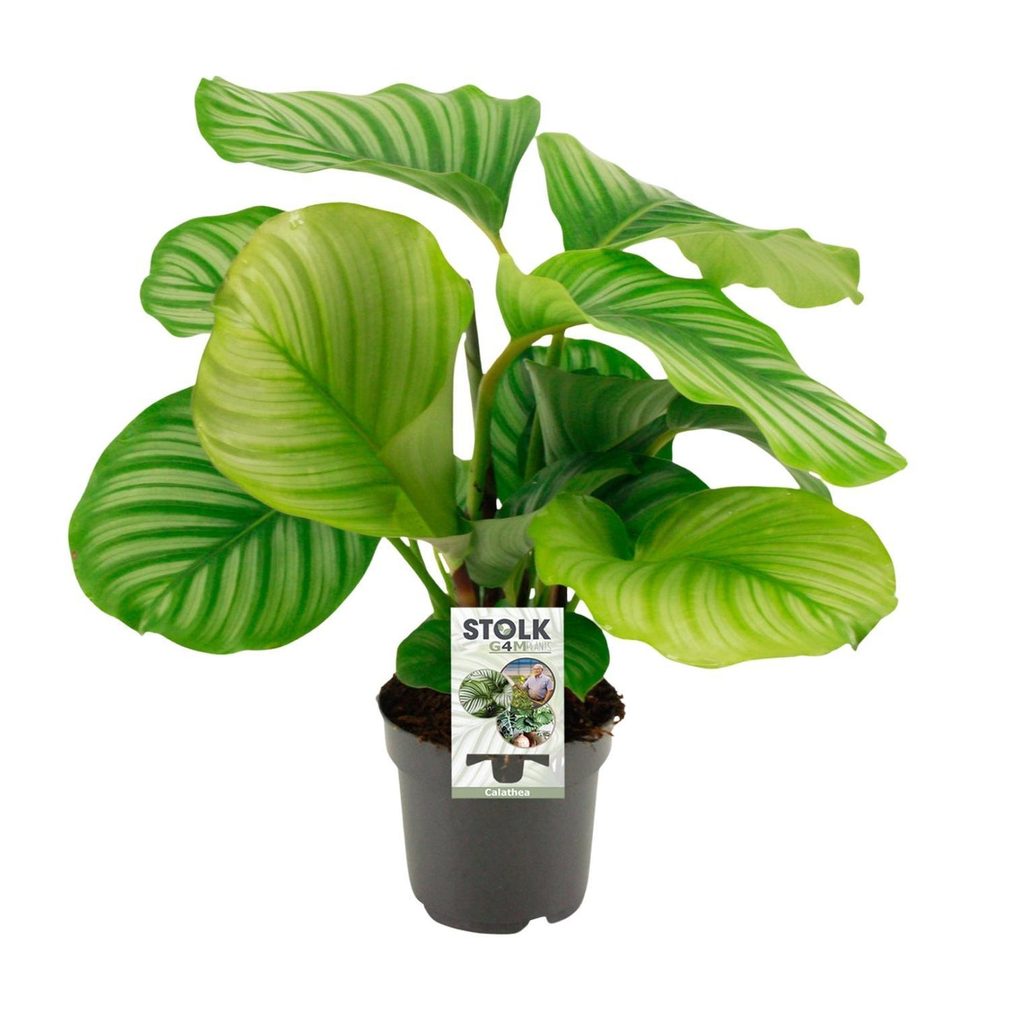 Calathea Orbifolia - 50 cm - Ø14 cm | Elegante Zimmerpflanze mit Großen, Gestreiften Blättern