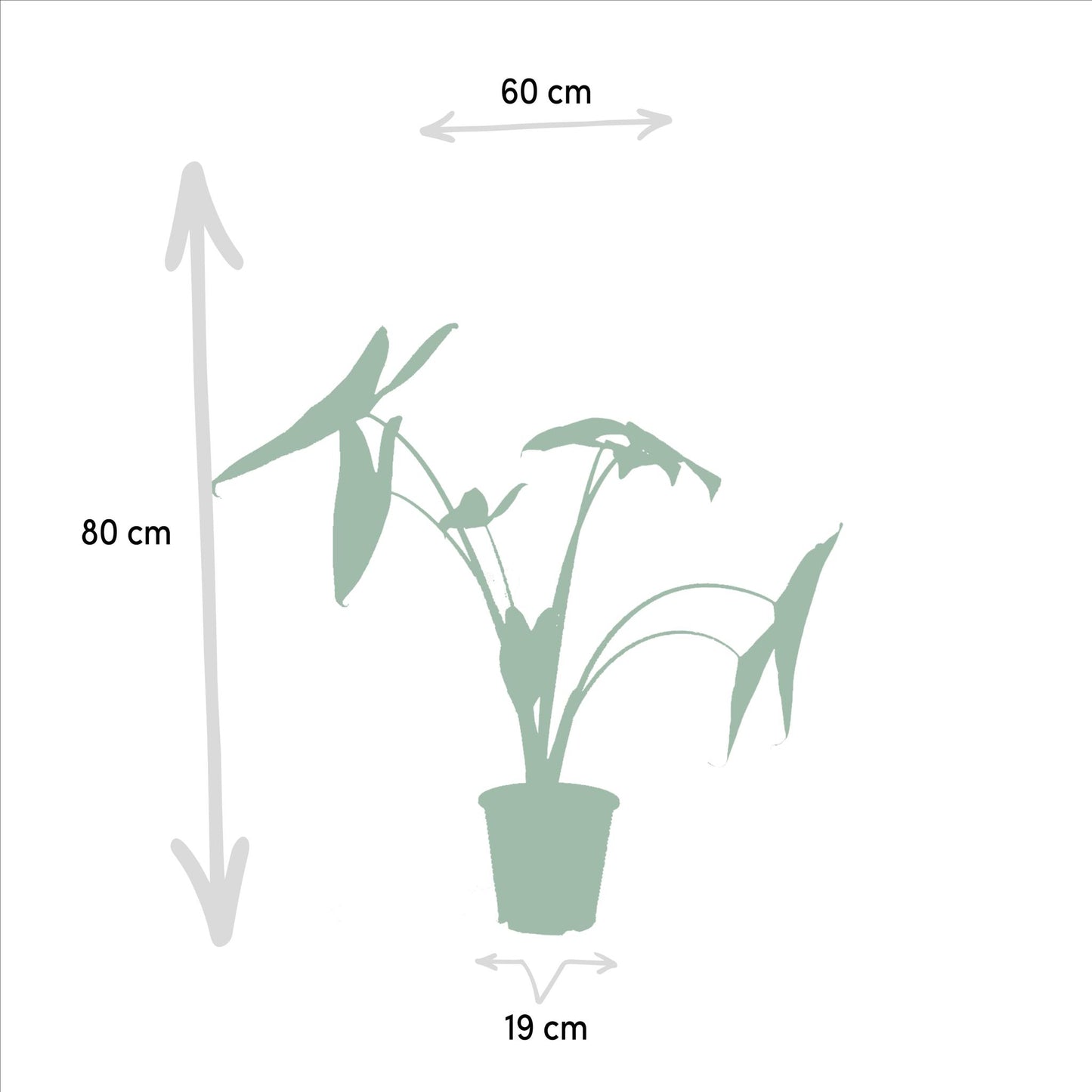 Alocasia Zebrina - Ø19cm - ↕75cm + Alocasia Cucullata - Ø19cm - ↕60cm + Alocasia Lauterbachiana - Ø19cm - ↕75cm