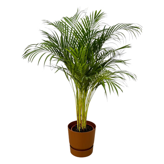 Areca-Palme - 130 cm Höhe - Ø24 cm - Inklusive Elho Greenville Round Topf (Braun) D30xH28 - Tropische Zimmerpflanze für ein stilvolles Zuhause