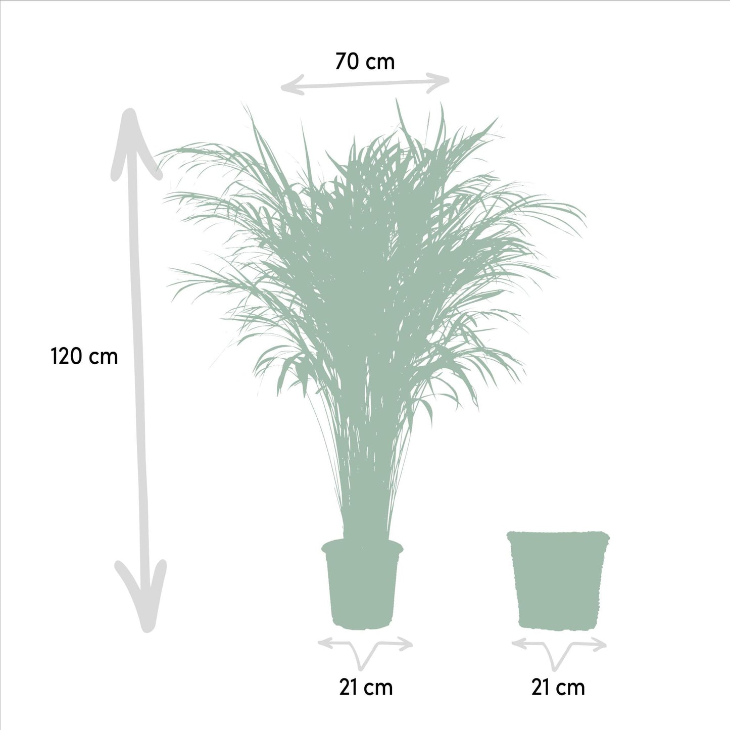 Areca mit Korb - ↨110cm -Ø21cm