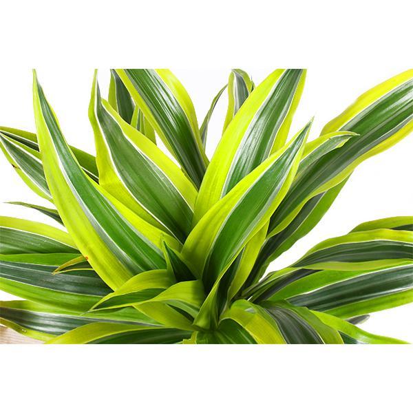 Dracaena Lemon Lime Ø21cm - ↕65cm im Albury BLACK Druckkorb