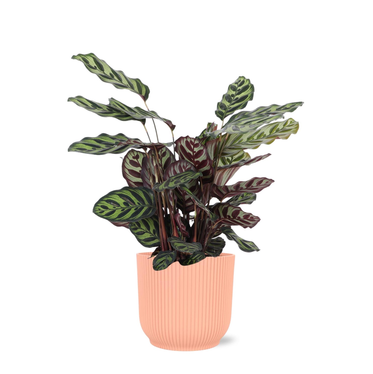 Calathea Makoyana XL | Tropische Eleganz im Vibes ROZE Topf | Ø21cm Topf, ↕70cm Höhe