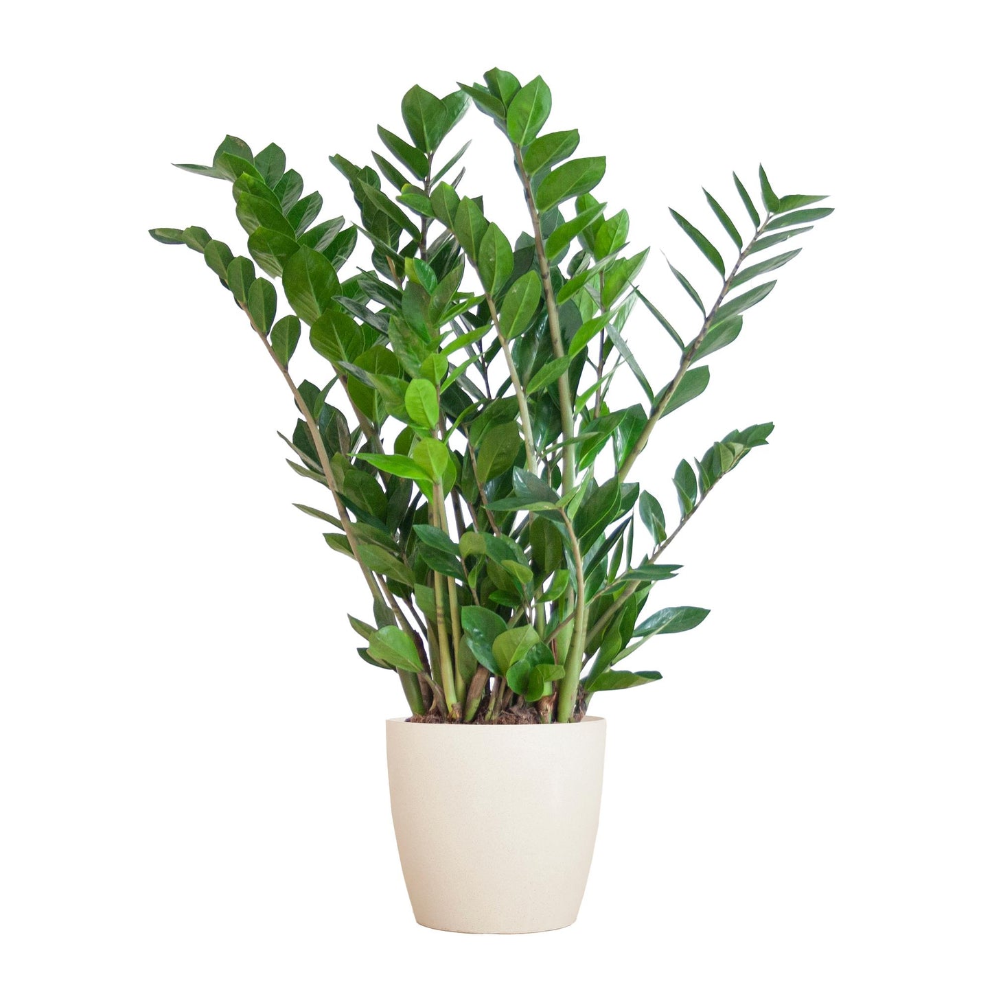 Zamioculcas Zamiifolia mit weißem Übertopf  - 80cm - Ø21