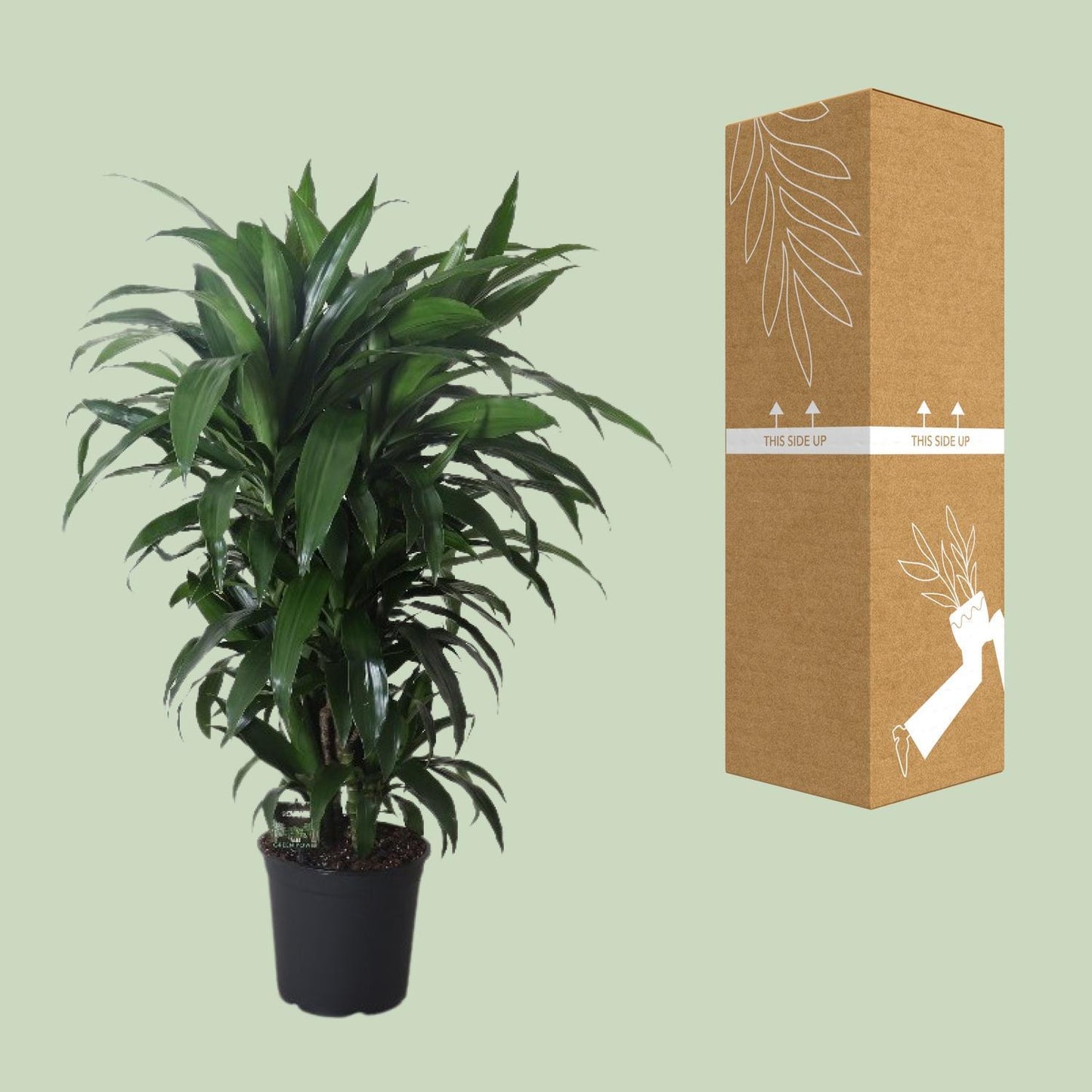 Dracaena Frag. Janet Craig - Ø27cm - ↕120cm