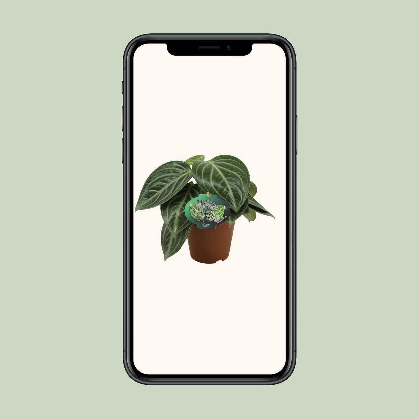 Peperomia Sarcophylla – Kompakte Zimmerpflanze mit attraktiven Blättern (Ø 15 cm, Höhe 25 cm)