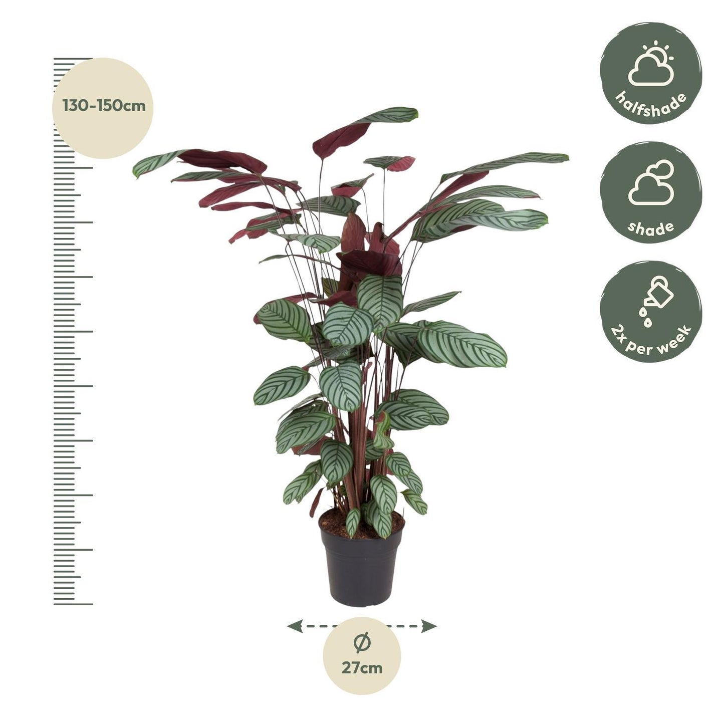 Calathea Oppenheimiana - 140 cm - Ø27 cm | Majestätische Zimmerpflanze mit Prächtigem Blattwerk