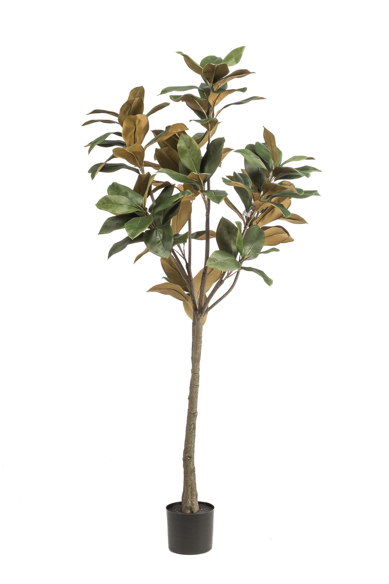 Kunstpflanze Magnolia Grandiflora - 150 cm Höhe - Pflegeleichte Magnolia für stilvolle Innenräume