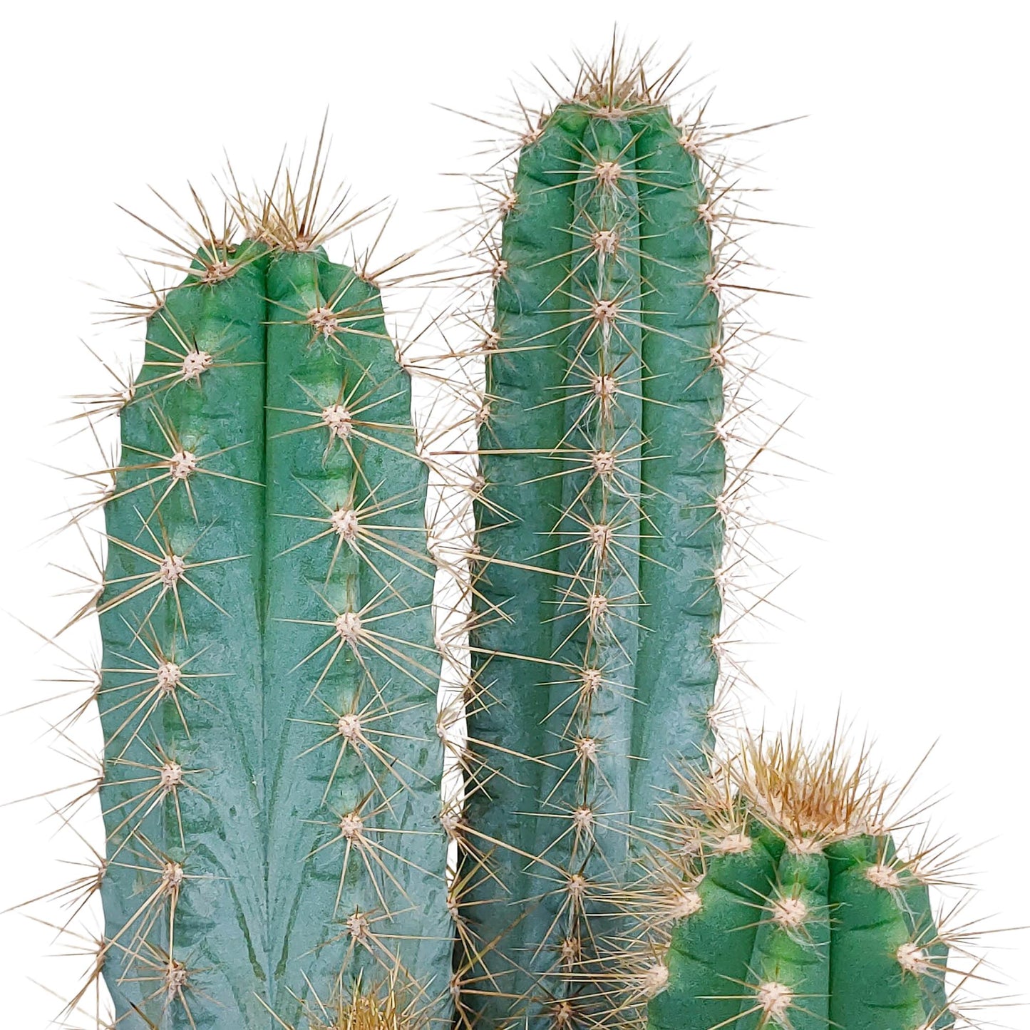 Pilosocereus azureus - 17cm