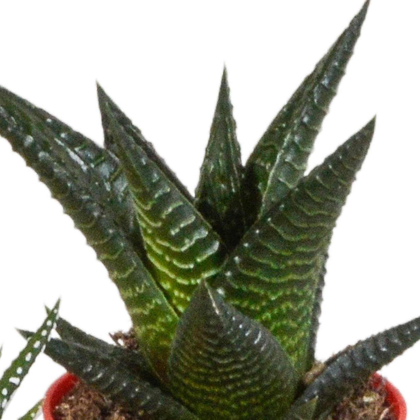 Gasteria/Haworthia-Mischung 5,5cm - 5x - in gekleurde plasticpot