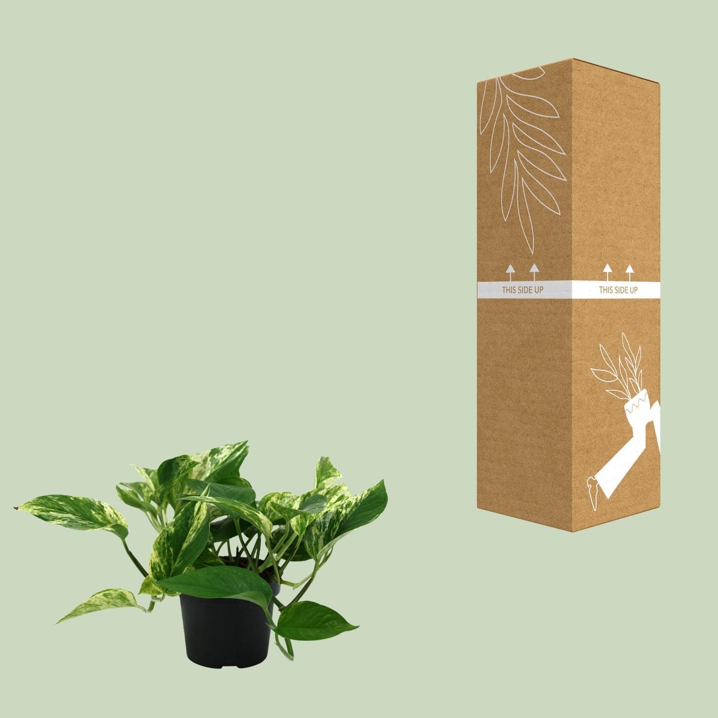 Epipremnum Marble Queen - Ø12cm - ↕25cm