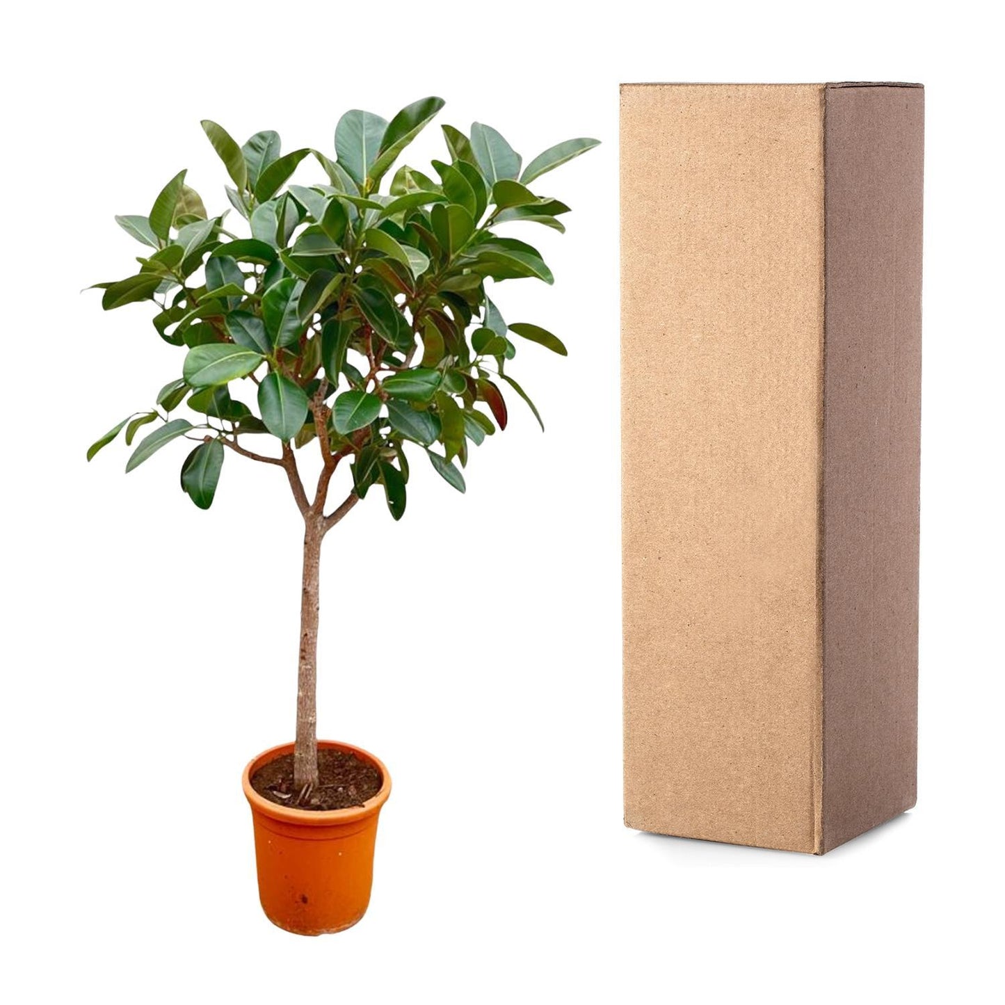 Ficus Elastica Robusta am Stamm - 210cm - ø40