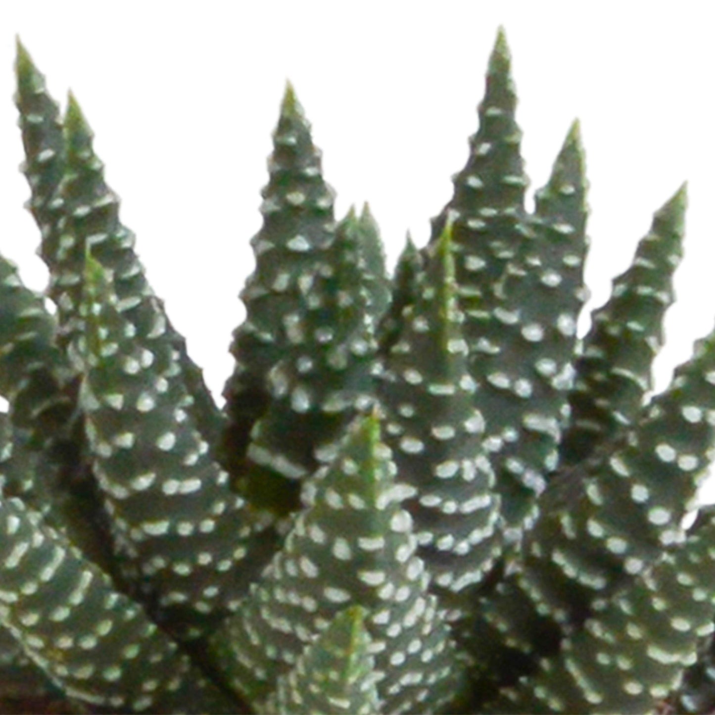 Gasteria/Haworthia Mix: Set mit 5 Mini-Sukkulenten im 5,5cm