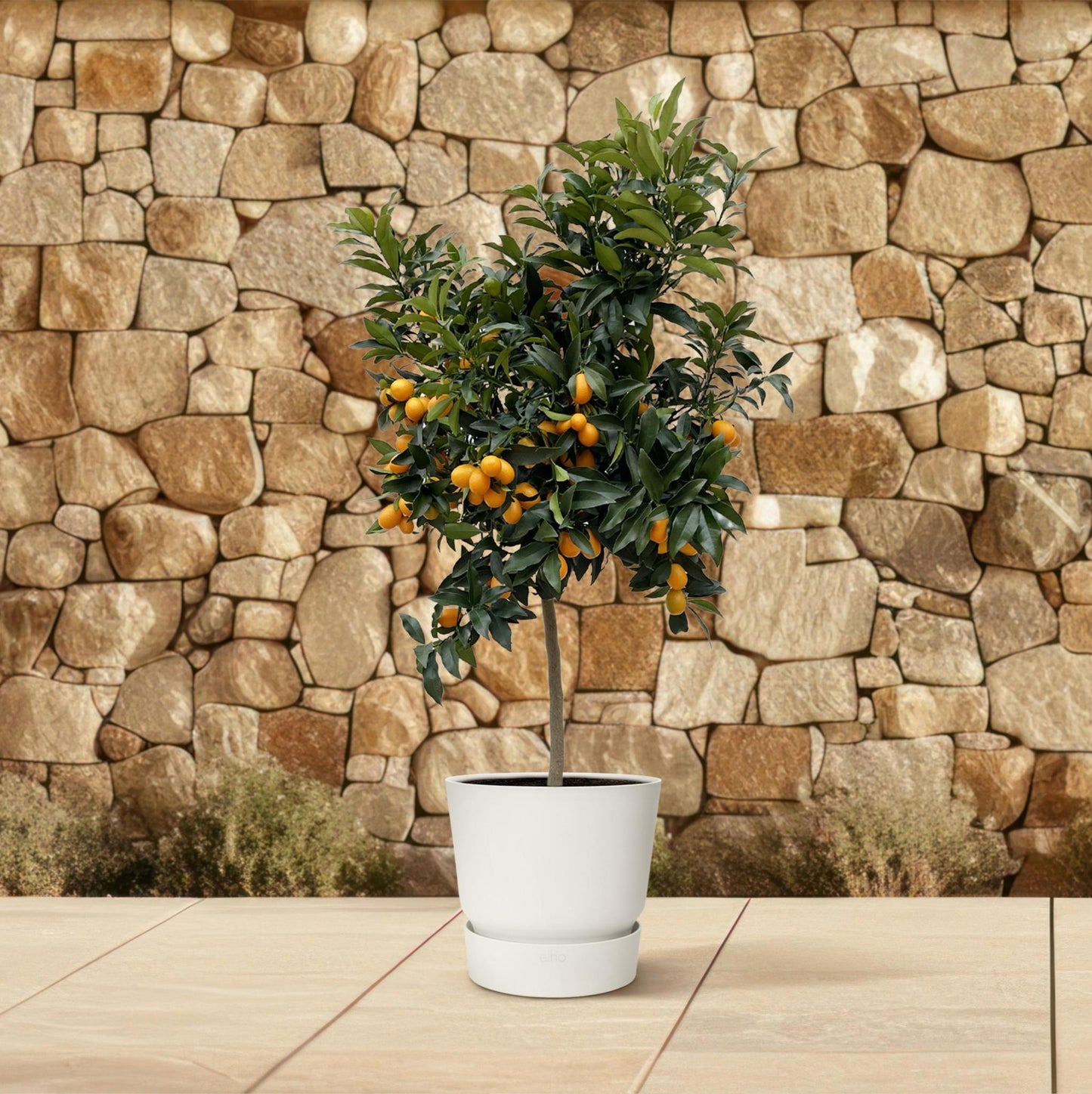 Citrus Kumquat - 150 cm - Ø40 cm | Prächtiger Zitrusbaum mit Exotischen Früchten