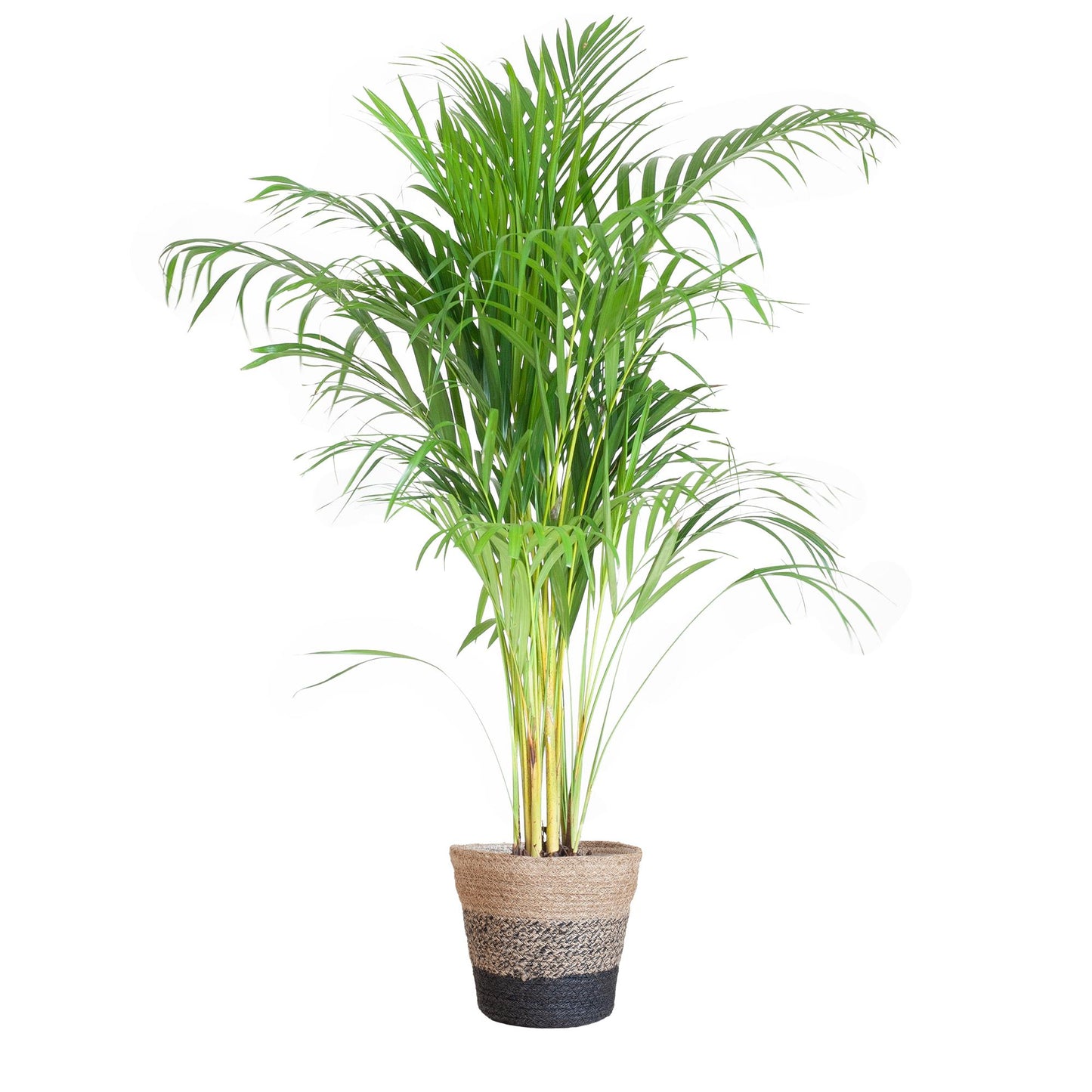 Areca Palme (Dypsis) mit Lissabon-Korb Schwarz - 100cm - Ø21cm