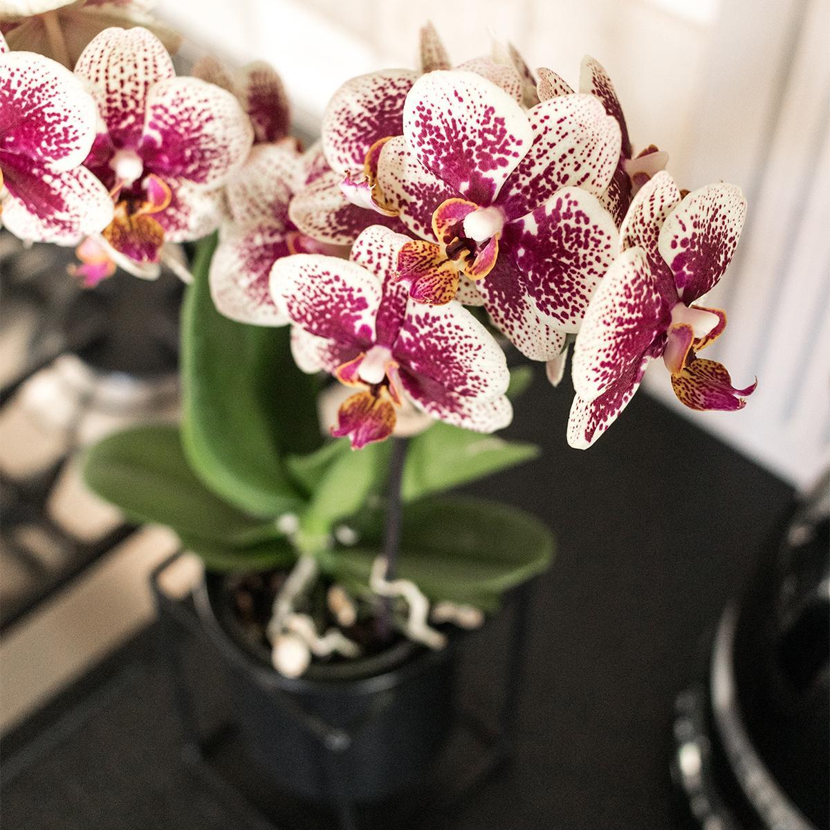 Gelbe rote Phalaenopsis-Orchidee - Spanien - Topfgröße Ø9cm | blühende Zimmerpflanze - frisch vom Züchter