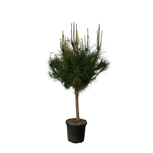 Pinus Pinea - 180 cm - Ø40cm