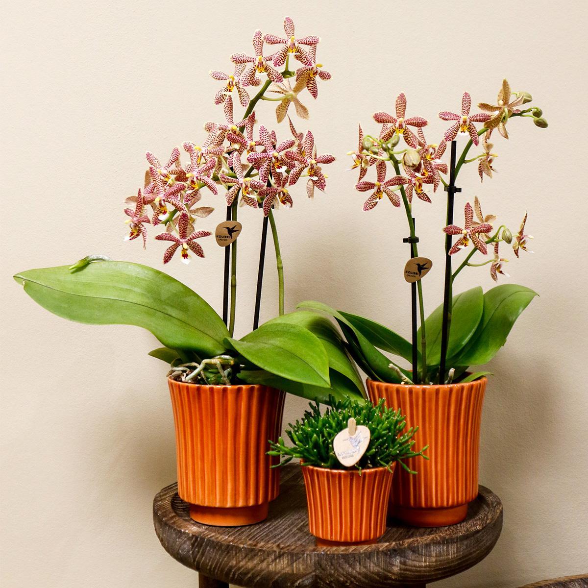 Kolibri Orchids | orange Phalaenopsis Orchidee - Spider in Retro Terracotta - Topfgröße Ø9cm | blühende Zimmerpflanze - frisch vom Züchter