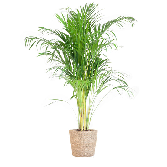 Areca Palme (Dypsis) mit Sofia-Korb natur - 100cm - Ø21cm