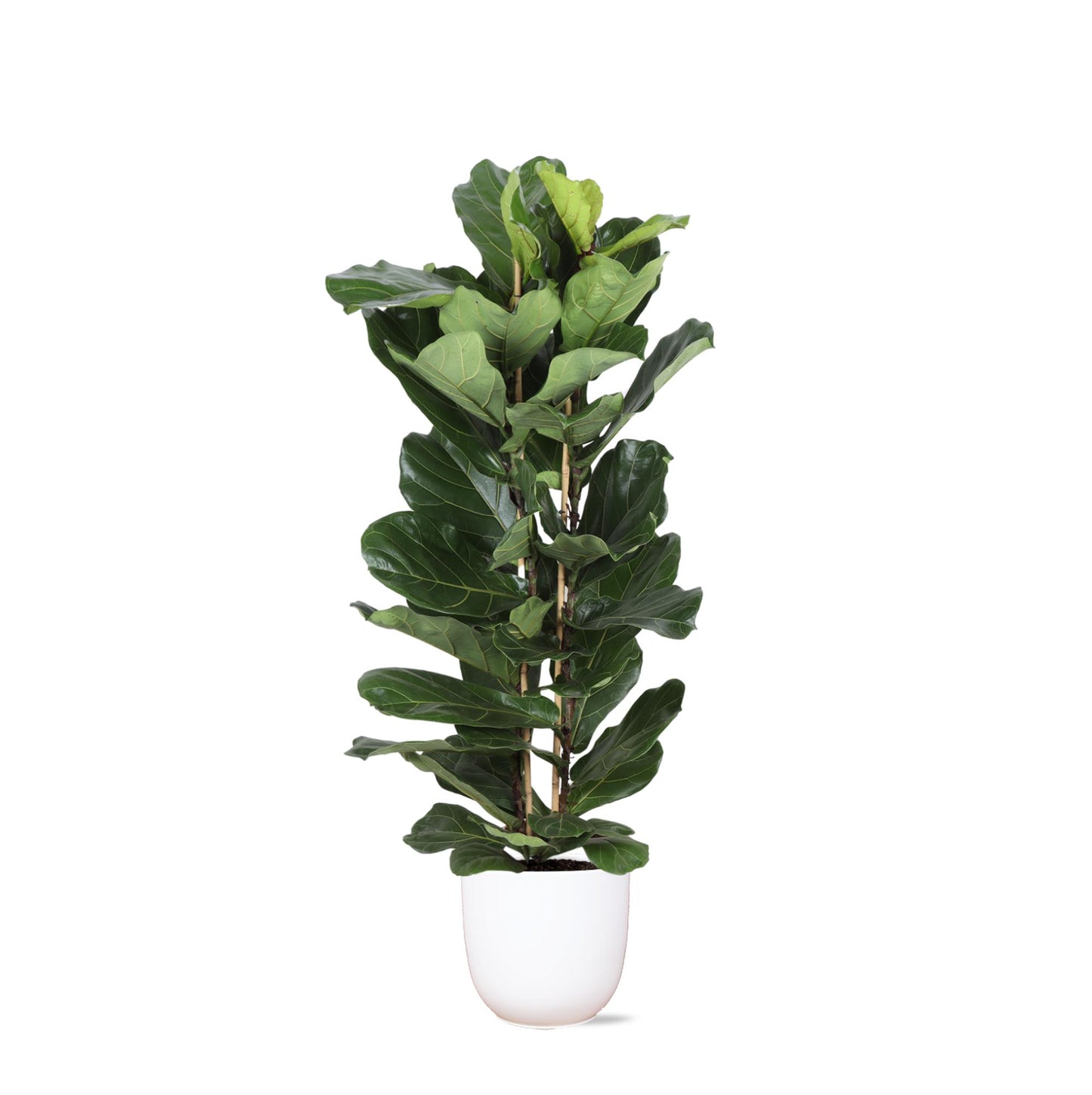 Ficus Lyrata Ø27cm ↕140cm in Boule WIT pot