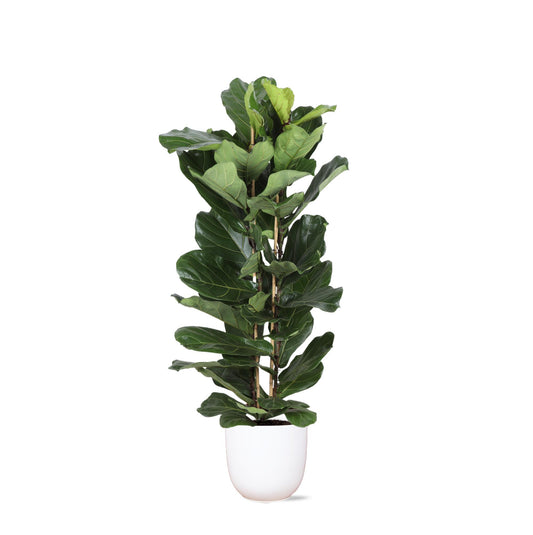 Ficus Lyrata Ø27cm ↕140cm in Boule WIT pot