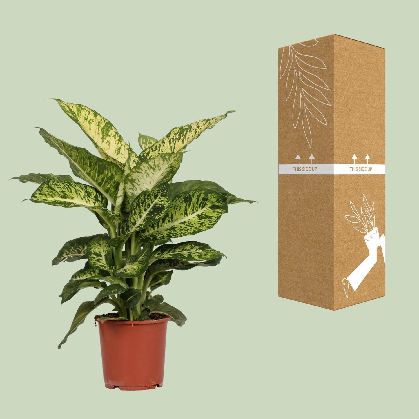 Dieffenbachia Mars Ø17cm - ↕50cm