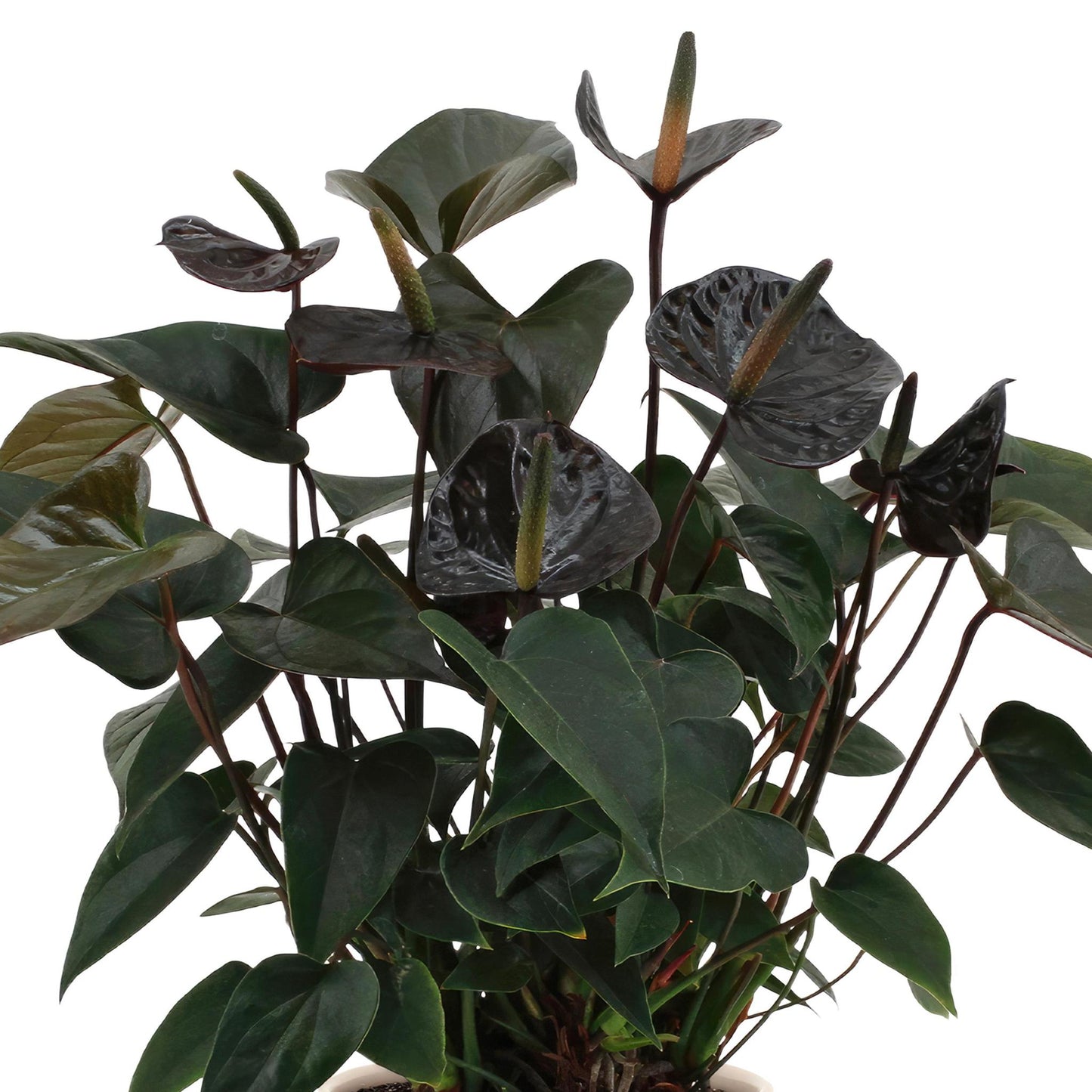 Anthurium andreanum schwarze Liebe  inkl. PURE zinktopf - 45cm - Ø12