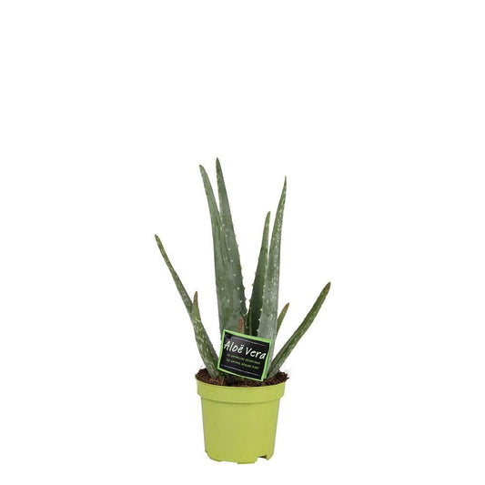 Aloe Vera 10,5cm  ↕35cm