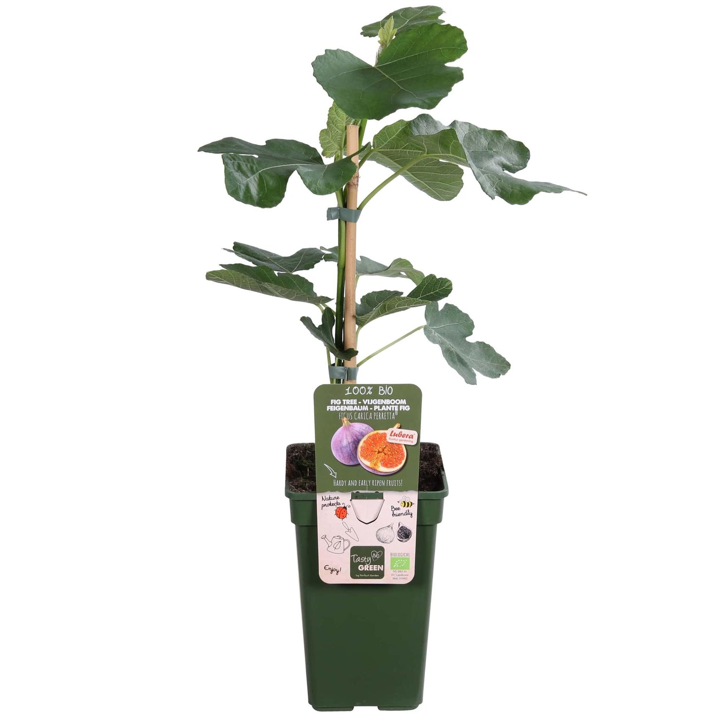 Ficus Gustissimo Perretta - Ø19 - ↨50cm